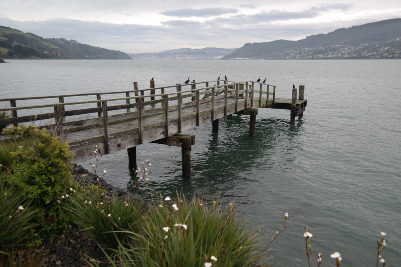 pier, no people, mountain, green spiky plants white flowers, 5K, tranquility, hills, cormorants, tranquil scene, mountain range, sea, old wooden, idyllic
