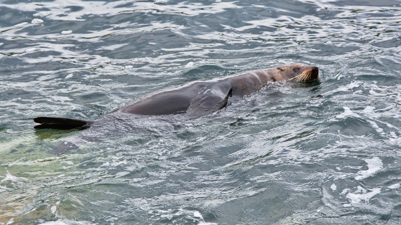 new zealand fur seal, kekeno, new zealand, aramoana mole, sea, no people, 4K, mammal, otago, outdoors, whiskers, playful, animal wildlife, animal themes