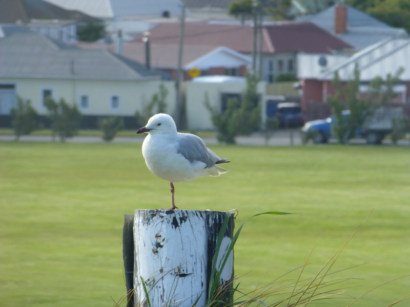 animal, grass, one animal, dunedin, focus on foreground, wood - material, architecture, nature, animal wildlife, building exterior, animal themes, animals in the wild