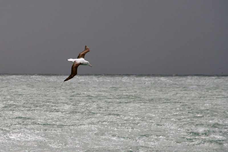 sea, animals in the wild, 1080P, albatross, animal wildlife, new zealand, motion, animal, spread wings, day, one person, one animal, outdoors, nature