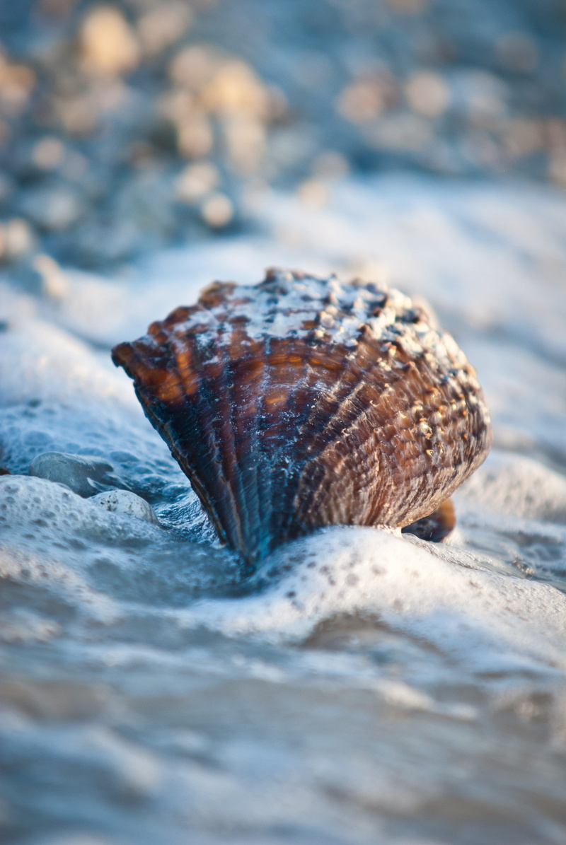 nature, water, dunedin, animal themes, selective focus, outdoors, invertebrate, surface level, solid, animal, honeymoon island, day, rock, no people, animals in the wild