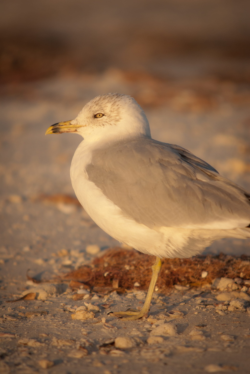 close-up, animal, outdoors, field, seagull, united states, vertebrate, focus on foreground, looking, honeymoon island, beak, day, side view, profile view