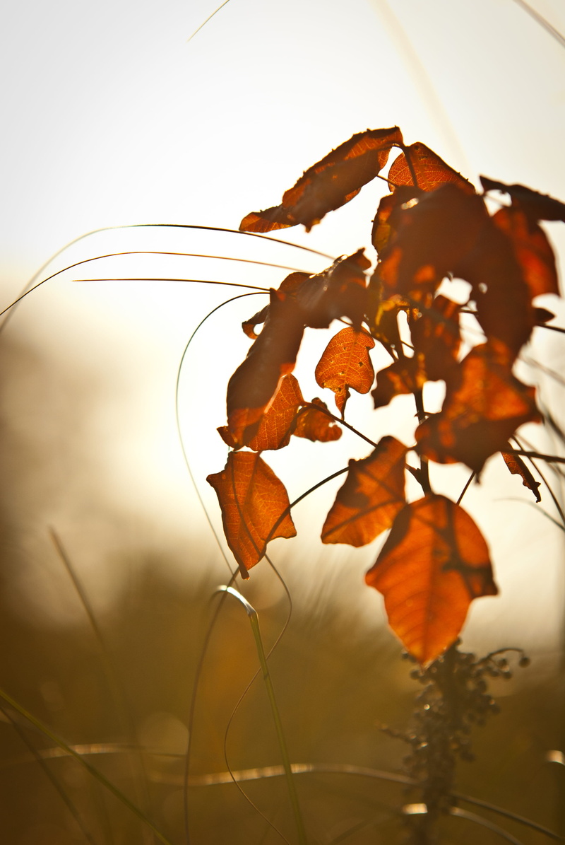 day, autumn, nature, close-up, 4K, focus on foreground, leaves, plant, selective focus, united states, sky, honeymoon island, growth, leaf, beauty in nature