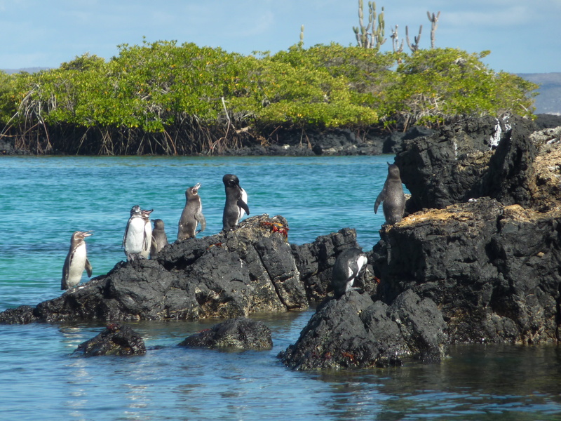 endangered, penguin, sky, gal, Spheniscus Mendiculus, mendiculus, animal, rarely, spheniscus, rock - object, animals in the wild, animal wildlife, vertebrate