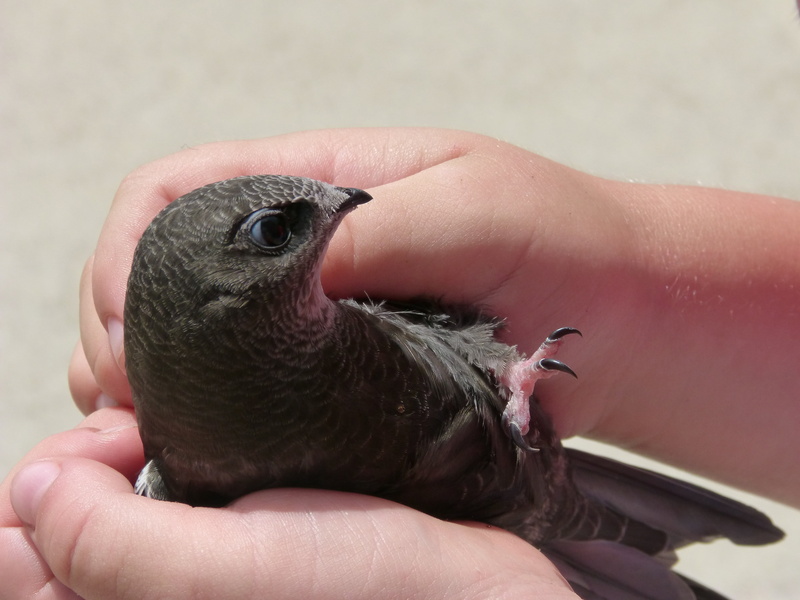 young bird, animal wildlife, care, swift, apus apus, young animal, human hand, wildlife, one person, finger, falzilla, one animal, bird, nature, falciot