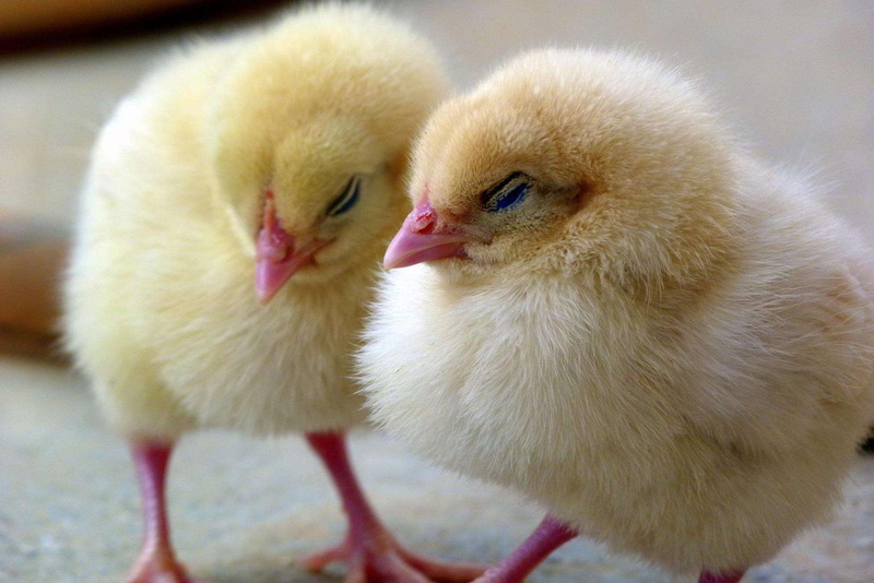 roof, chicks, two animals, animal, little, chicken - bird, spring, chick, poultry, pet, easter, chicken, fluffy, farm, newborn, yellow, hen, yo, cute, livestock