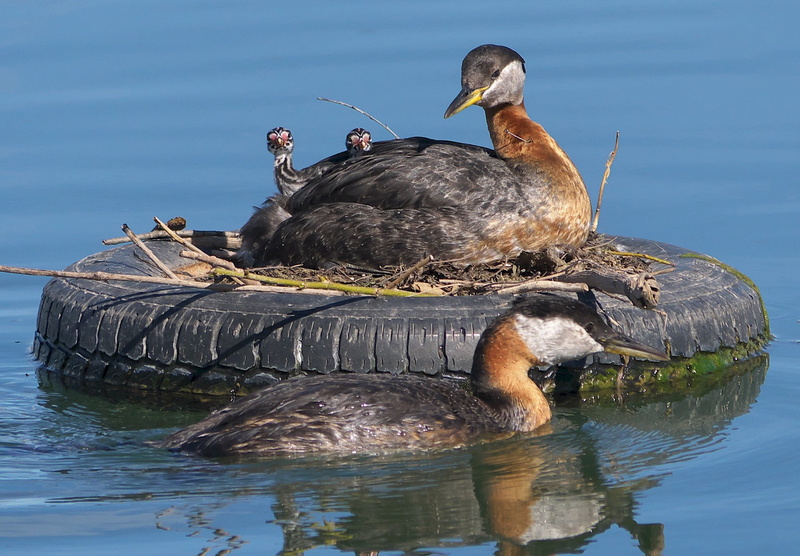 red-necked grebes, wildlife, ducks, animal, ducklings, no people, outdoors, birds, chicks, floating, hen, waterfront, group of animals, vertebrate, photography