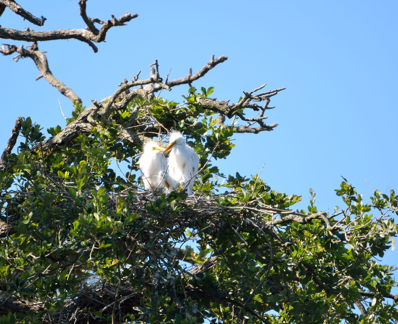 Avian, baby herons, nature, tree, clear sky, low angle view, 4K, beak, nest, green color, no people, branch, animal, animals in the wild, flight, heron