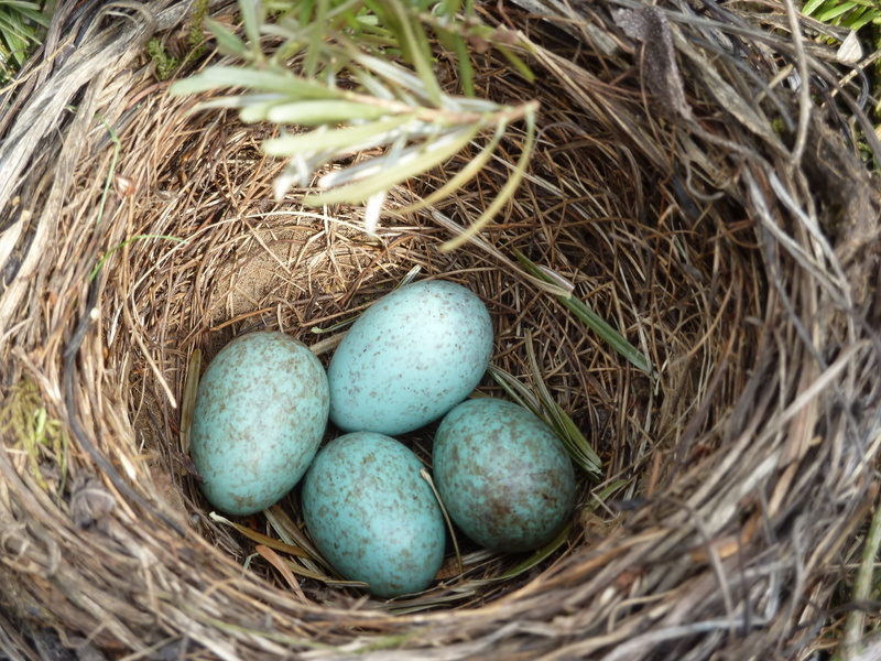 selective focus, blue, animal egg, food, high angle view, vulnerability, blackbird, close-up, outdoors, easter, fragility, bird, no people, nest, eggs