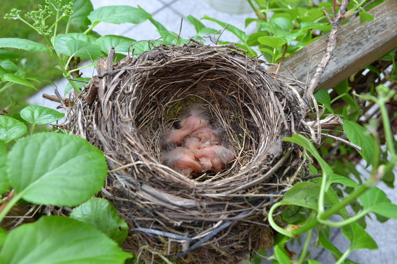 bird nest, mature adult, nature, animal nest, bird breeding, new life, small bird, birds nest, branch, outdoors, chicks, 4K, animals in the wild, hatch
