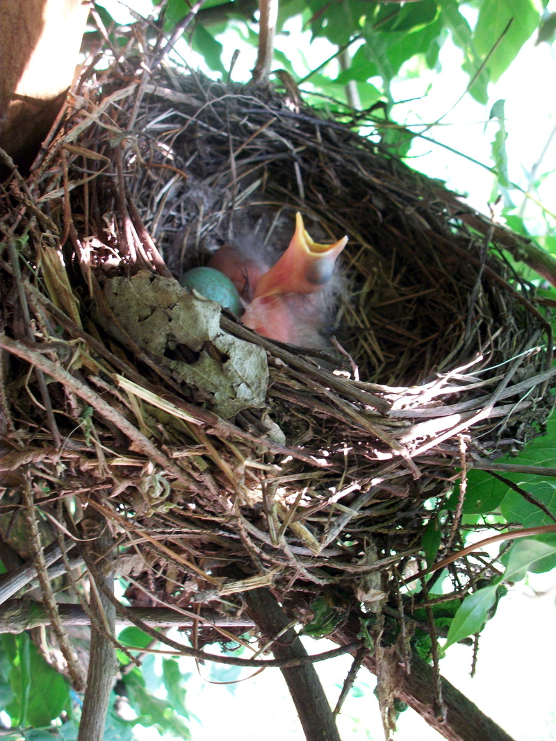 4K, animal wildlife, blackbird, animal themes, bird, chicks, plant, young animal, blackbird young, two animals, young, nesting place, animal family, animal nest