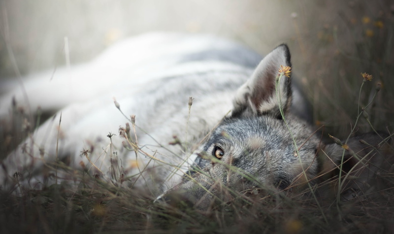 plants, animals, yellow eyes, 1080P, outdoors, flowers, lying down, dog