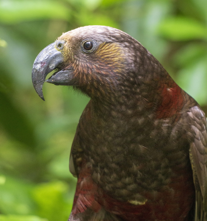 day, one animal, feathers, animal wildlife, no people, brown, green color, animal themes, focus on foreground, animal body part, animals in the wild, beak