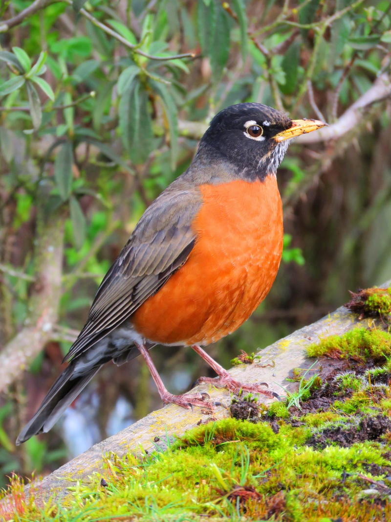 land, orange color, red, vertebrate, animals in the wild, Nature, redbreast, Bird, plant, Birding, songbird, one animal, no people, Robin, tree, garden