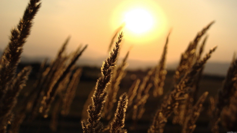 desktop, landscapes, field, plants, macro, 2K, nature, depth, wheat, flowers