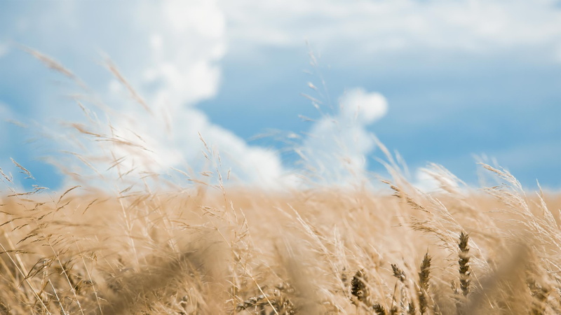 2K, wheat, hd, macro, field, grass, nature