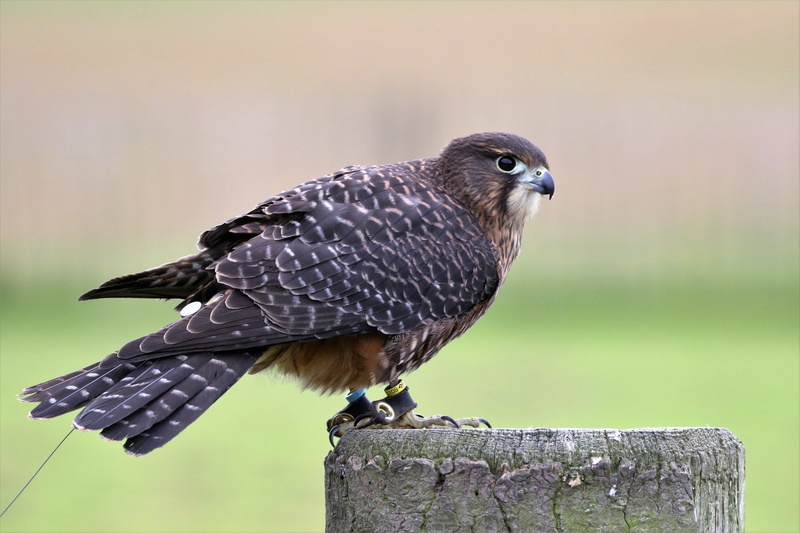 wildlife, animals in the wild, focus on foreground, vertebrate, 5K, outdoors, animal wildlife, beauty in nature, bird, close-up, full length, wild, wooden post