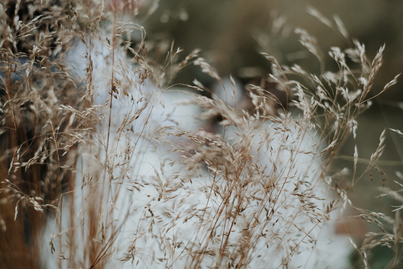close-up, fall, landscape, wildlife, wheat, cereal plant, selective, mountain, white, beauty in nature, day, grassy, nature, growth, dry, brown, outdoors