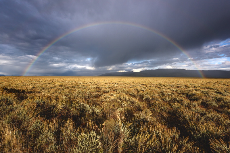 Jackson  Wyoming, Jackson, Grand Teton National Park, outdoors, field, yellow, agriculture, nature, wyoming, wheat, summer, green grass, Wyoming, grand