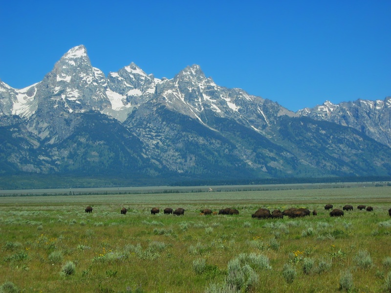 grand tetons national park, mammal, animal, mountain range, landscape, environment, outdoors, daytime, grass, herd, mountain, field, snowcapped mountain