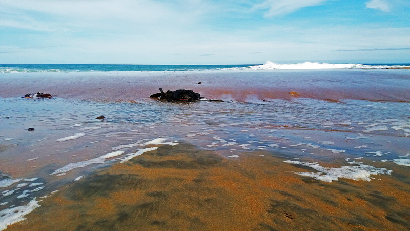 horizon over water, incoming tide, tranquil scene, surfing, water, new zealand, wave, seaweed, scenics - nature, sea, land, shallow, nature, day, aquatic sport