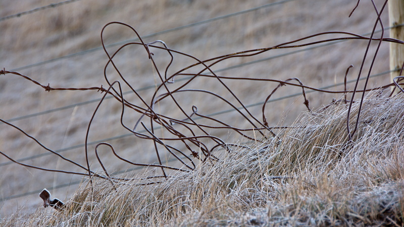 animal themes, vertebrate, discarded, dead plant, waipiata, complexity, close-up, branch, otago, ice, new zealand, nature, land, untidy, dried plant, barbed wire