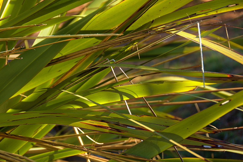 tree, flax, focus on foreground, harakeke, growth, leaves, no people, nature, otago, wharariki, karitane, plant, day, abstract, green, green color, sunlight