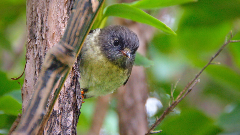one animal, no people, otago, pied tomtit, plant, inquisitive, maui-potiki, small, beak, tree, outdoors, yellow-breasted tomtit, focus on foreground, animal wildlife