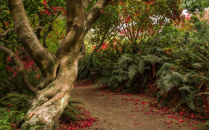 new, trail, shrubs, 4K, zealand, dunedin, otago, tree, trunk, botanic, gardens