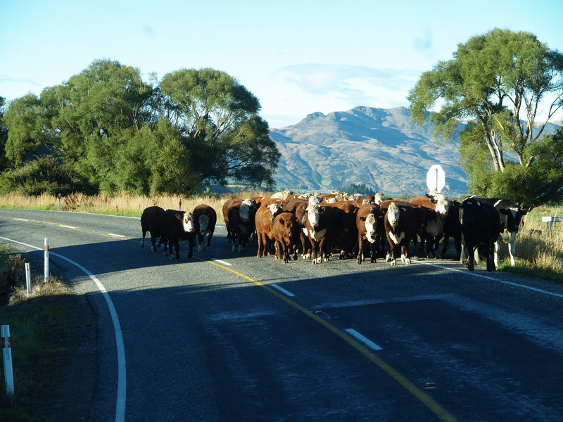pets, new zealand, road, group of animals, day, tree, remarkables, herd, sky, no people, animal themes, plant, 2K, cattle, domestic, nature, outdoors