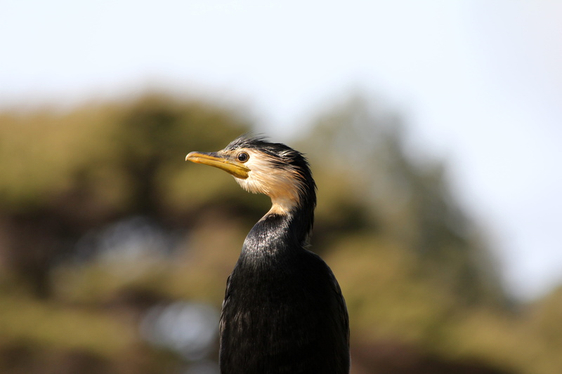 looking away, wildlife, mouth open, one animal, shag, new zealand, waterfowl, auckland, birds, stonefields wetlands, feathers, day, animal body part, focus on foreground