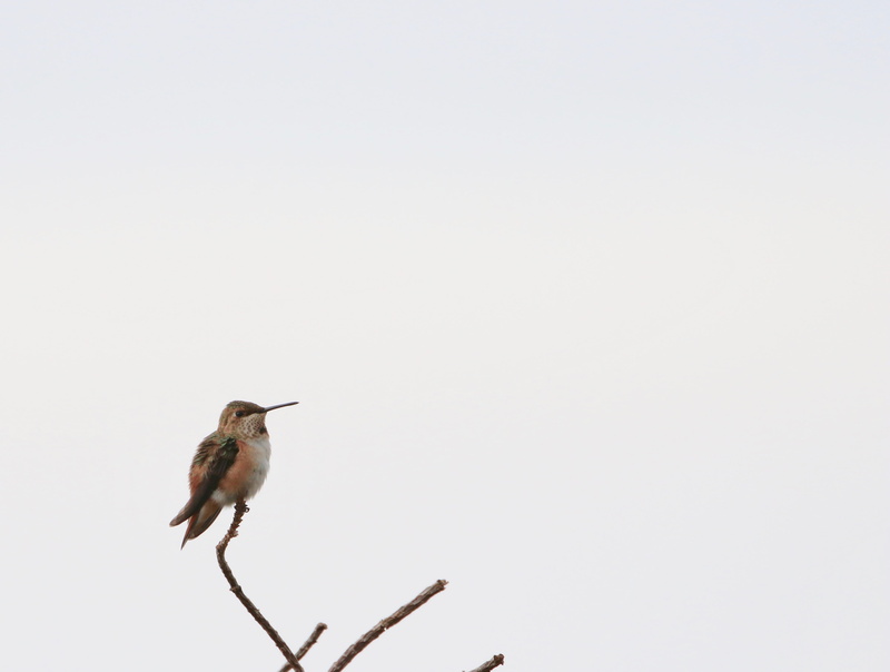 nature, copy space, brancg, accipiter, animal, beauty in nature, vertebrate, hummingbird, buzzard, perching, bird, woodpecker, 2K, outdoors, twig, flicker bird