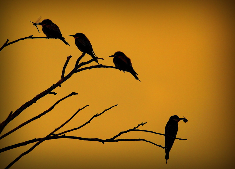 flying, low angle view, wildlife, animal themes, silhouette, beak, clear sky, 5K, two animals, animal wildlife, group of animals, animal, vertebrate, four