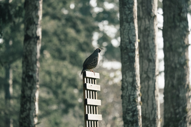vertebrate, feather, animal themes, leaves, wildlife, trunk, bird, no people, woodpecker, forest, plant, perching, quail, trees, text, focus on foreground