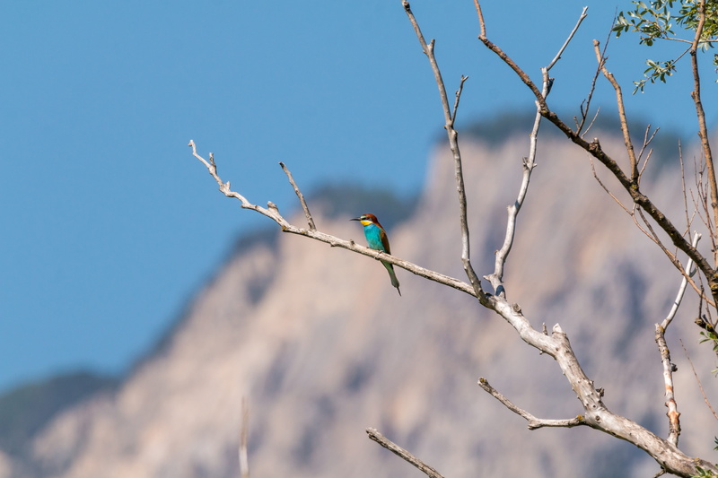 one animal, sky, insect, 5K, animals In The Wild, perching, animal wildlife, outdoors, animal themes, plumage, close, low angle view, animal world, bare tree