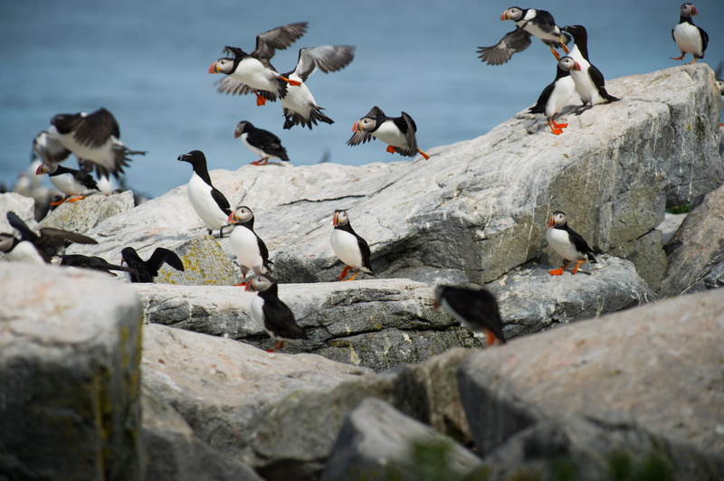 group of animals, feather, clouds, penguins, trees, ocean, water, woods, rock, vertebrate, animal wildlife, sea, forest, no people, animals in the wild