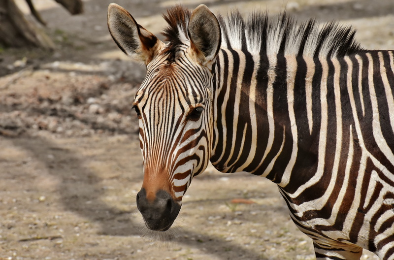 black, animal markings, vertebrate, focus on foreground, close-up, animal themes, no people, animal world, semi-arid, animal, one animal, zebra, 5K, animals in the wild