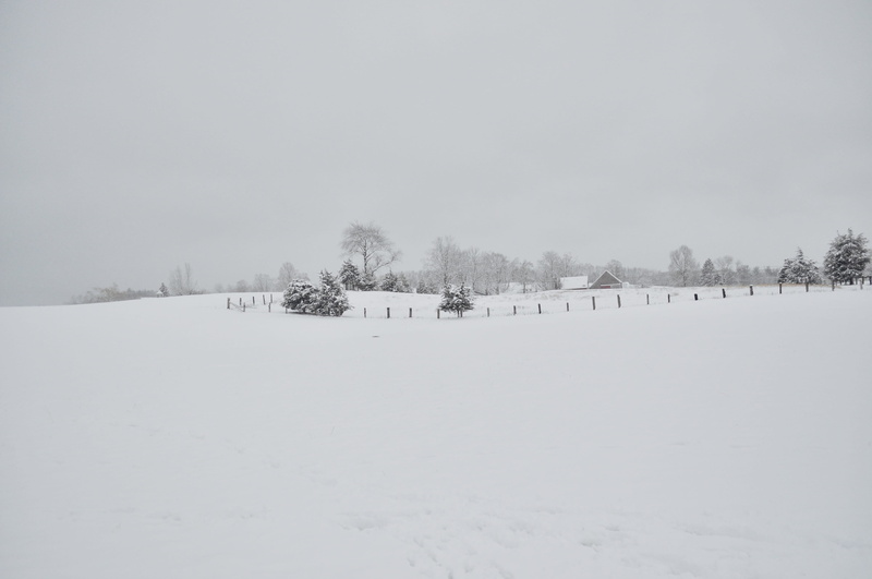 day, outdoors, environment, snow, plant, sky, tranquil scene, scenics - nature, covering, tranquility, snowing, tree, ahead, field, house, winter, trees