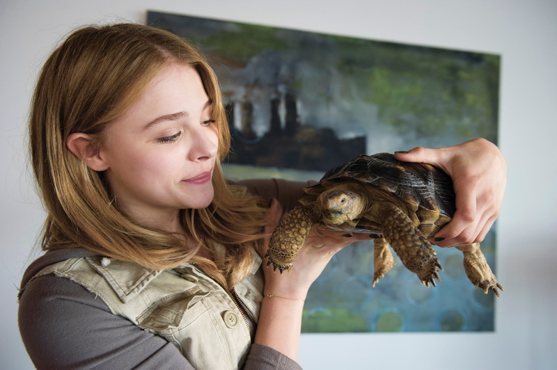 women animals turtle chlo grace moretz, 1080P