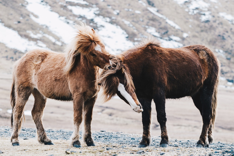pets, animal, brown, nature, pony, farm, mountain, Let me, animal themes, animal wildlife, horses, let, field, domestic, vertebrate, winter, horse, two