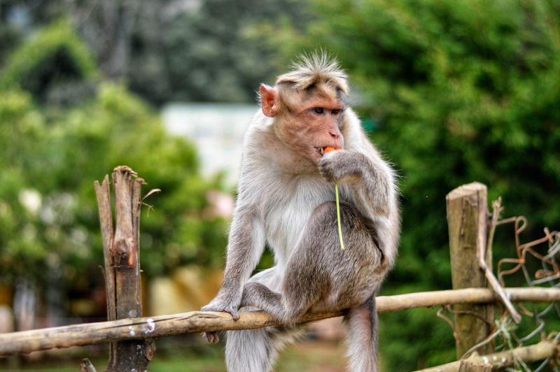 day, monkey, barrier, boundary, let, looking, first, no people, animals in the wild, focus on foreground, wood - material, eat, zoo, fence, sitting, primate
