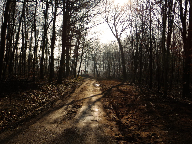 tree trunk, forest path, dirt, Mud, diminishing perspective, no people, day, road, tree, scenics - nature, Nature, direction, plant, the way forward, Forest