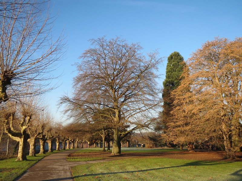 saarbrücken, nature, park, tree, beauty in nature, sky, growth, fagus sylvatica, tranquil scene, european beech, scenics - nature, grass, clear sky, change