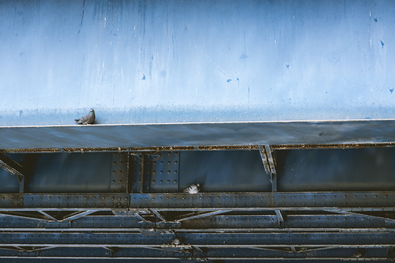 built structure, no people, train, germany, animal wildlife, animals in the wild, wood - material, architecture, vertebrate, corrugated iron, railway, 5K