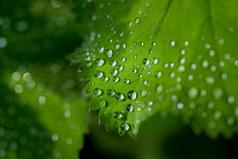 wet, outdoors, raindrop, rain, eco, close-up, focus on foreground, green, photo synthesis, no people, environment, 5K, drop, spring, selective focus, shine