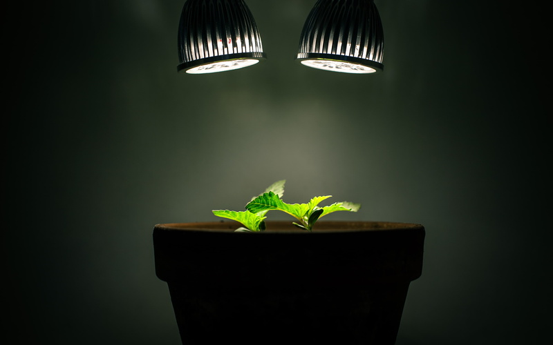 green, studio shot, potted plant, houseplant, photography, 4K, growth, beginnings, plant, indoors, leaf, botany, vulnerability, green color, plants, electric lamp