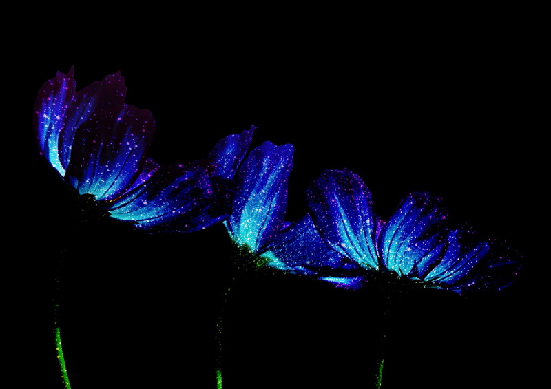 indoors, flower head, plant, flowers, growth, no people, 1080P, flower, synthesis, beauty in nature, copy space, studio shot, japan, dark, fragility, night
