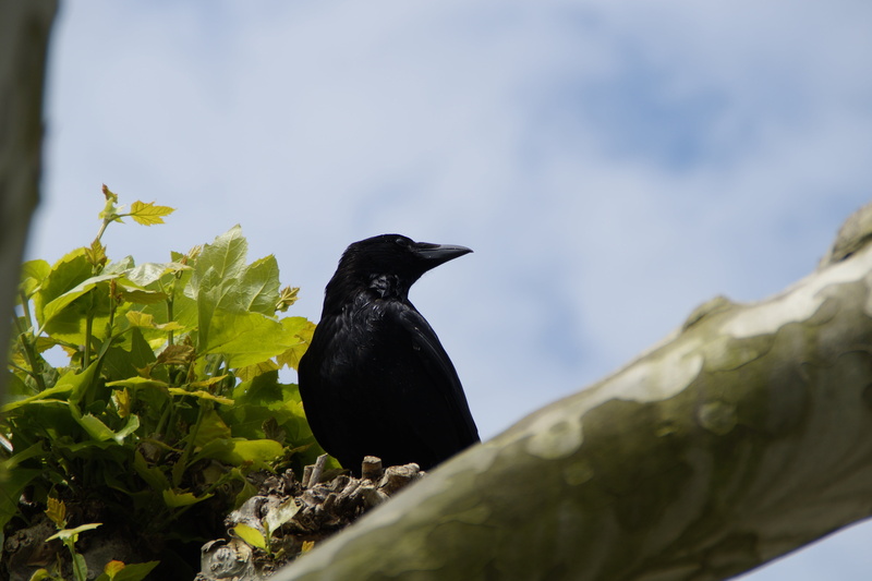 sit, animal wildlife, day, carrion crow, plane, leaf, blackbird, vertebrate, nature, no people, plant part, animal themes, animal, black, bill, branch