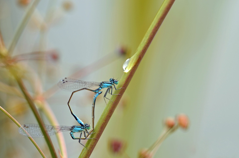 reed, pairing, damselfly, beauty in nature, animal wildlife, animals in the wild, close-up, animal body part, focus on foreground, plant, animal wing, predatory insect