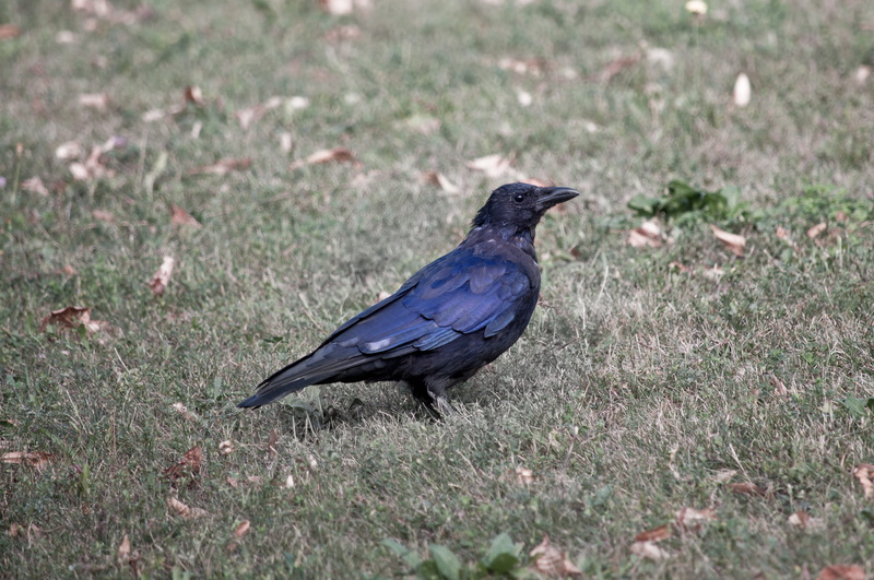 animal world, outdoors, perching, nature, no people, animal wildlife, selective focus, close-up, black color, raven, blackbird, wisdom, crow, vertebrate